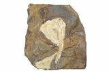 Two Fossil Ginkgo Leaves From North Dakota - Paleocene #247118-1